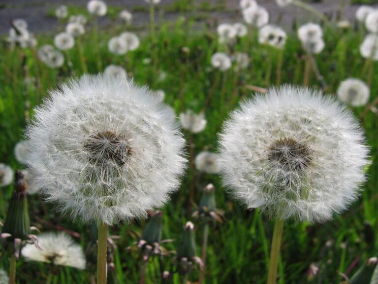 Pusteblume